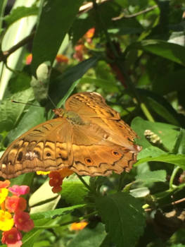 Bali - Butterfly Park