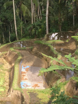 Bali - Sawah