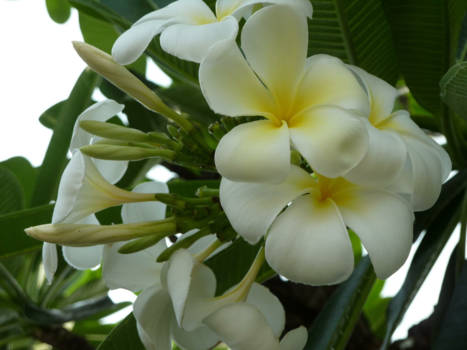 Seminyak - De welkomsbloemen op Bali!