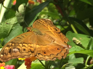 Bali - Butterfly Park
