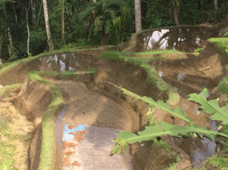 Bali - Sawah