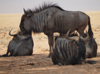 ANWB Vakantie - Wildlife Sossusvlei