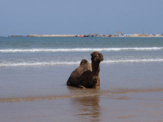 Djoser - Even wat verkoeling