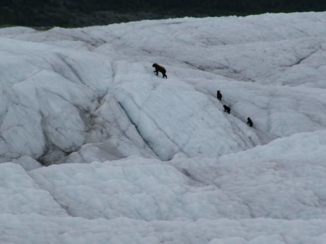 Djoser - Tijdens een gletsjerhike zag ik deze beer met maarliefst 3 kleintjes de gletsjer oversteken