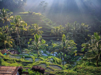 Van Verre reizen Bali - Tegallalang