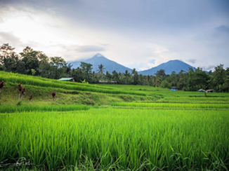 Van Verre reizen Bali - Jajatiluwih rice terrace