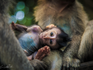 Van Verre reizen Bali - Monkey Ubud